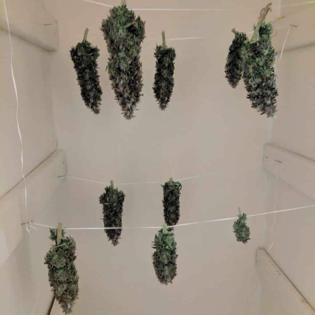 Drying Cannabis in closet
