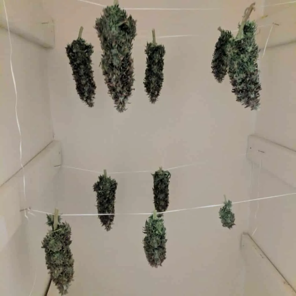 Drying Cannabis in closet