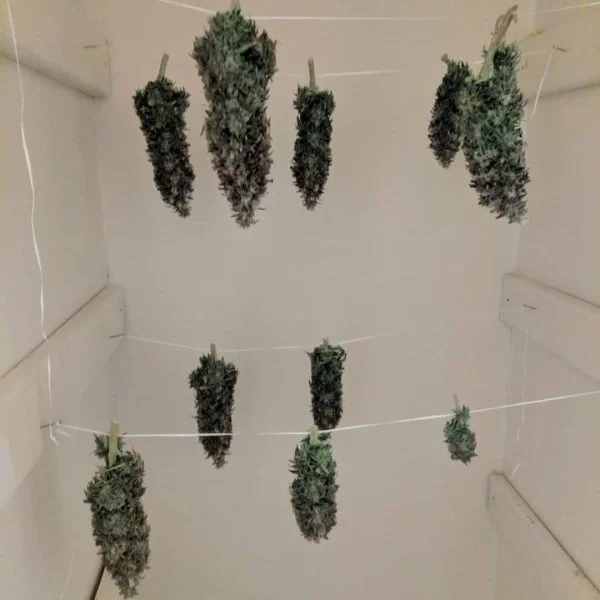 Drying Cannabis