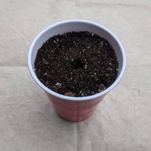 Starter Soil in cup