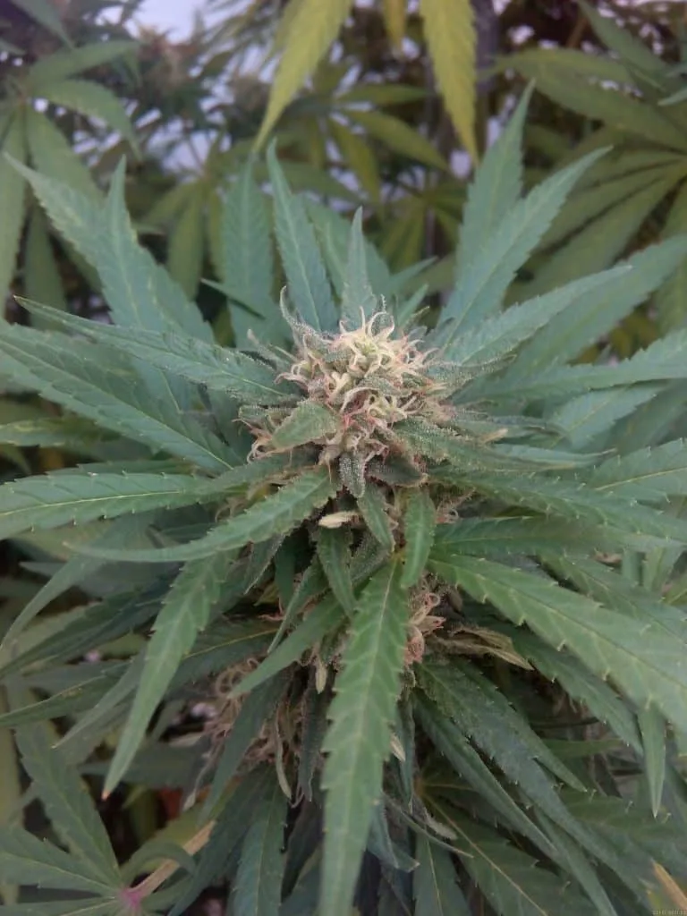 Critical Kush