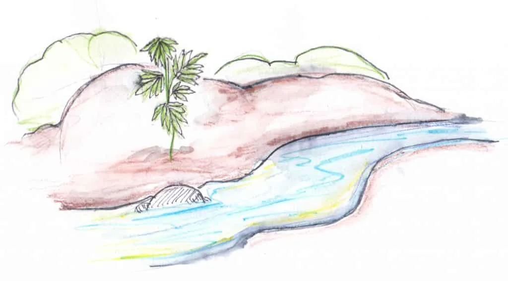 Plant Cannabis Near A Stream