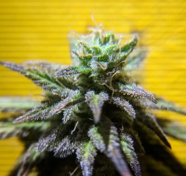 Cannabis bud closeup