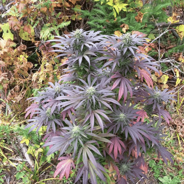 cannabis grown outdoors