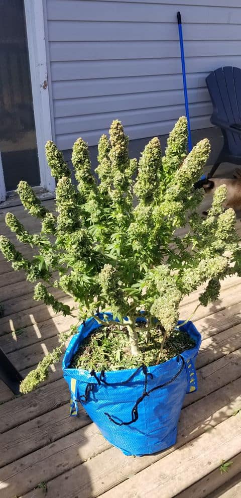 Large autoflower plant outdoors in ikea bag