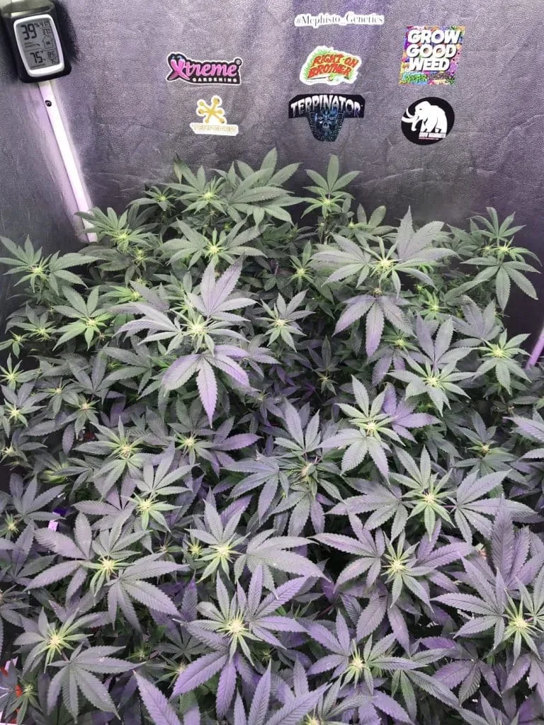 A few weeks after flower