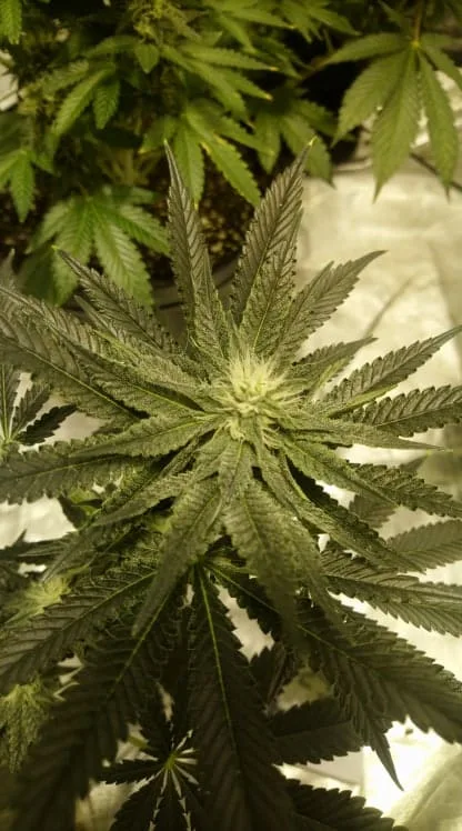 Trainwreck autoflower week 5