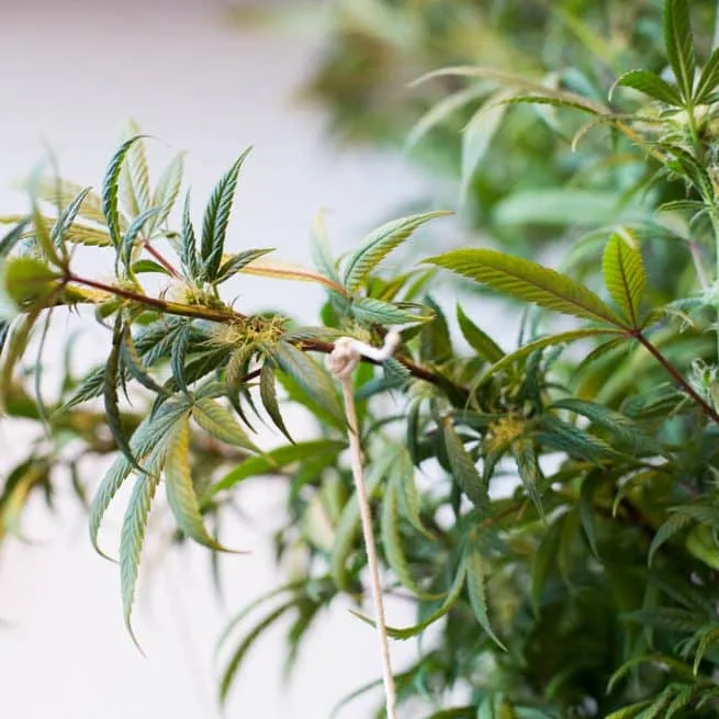 Low Stress training Cannabis