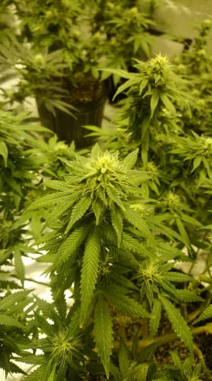 white widow week 5