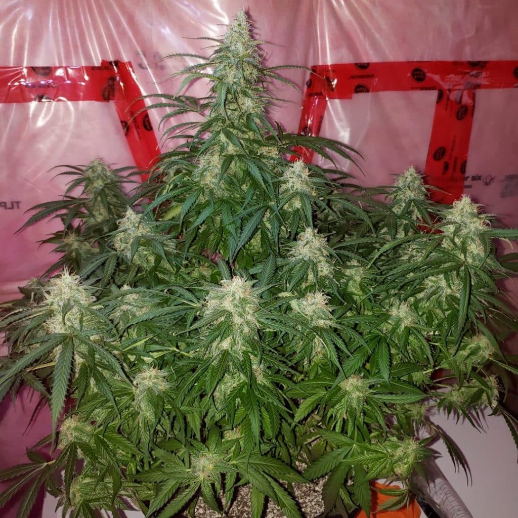 Flowering cannabis indoors
