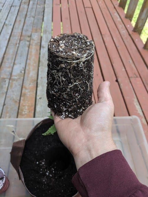 cannabis being transplanted