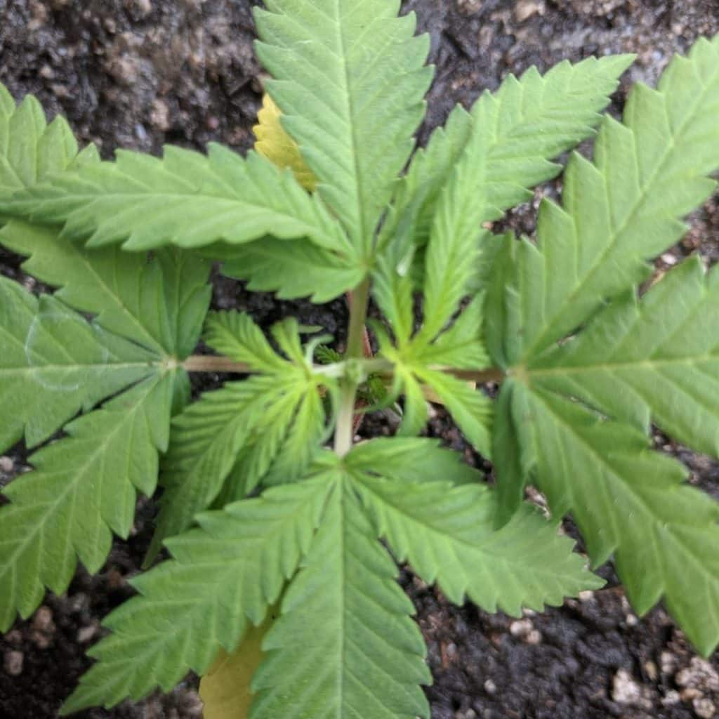 topped cannabis plant