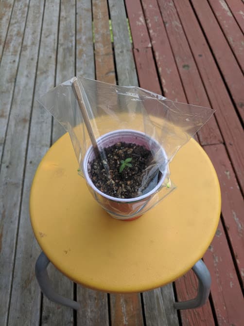 Cannabis sprout in humidity tent bag