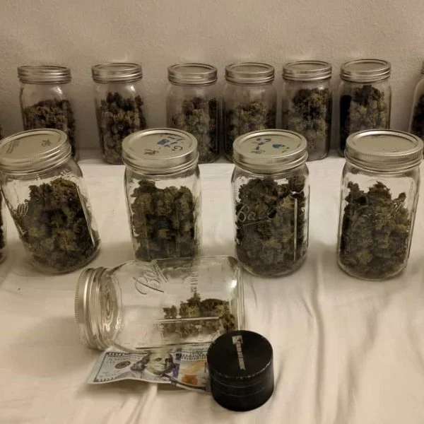 cannabis curing in jars