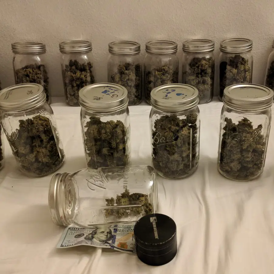 cannabis curing in jars