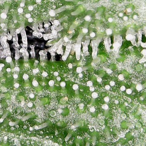 cannabis trichomes magnified