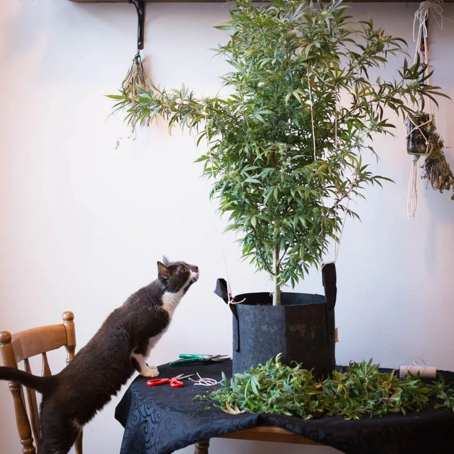trim and defoliate flowering cannabis