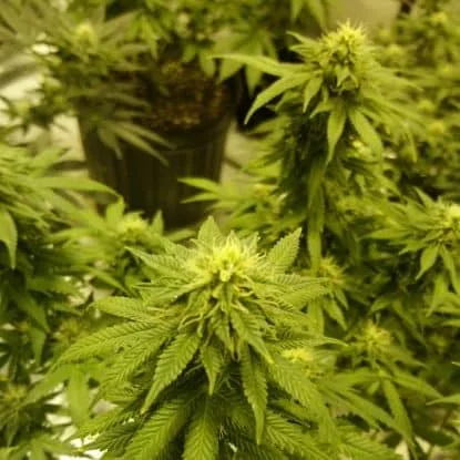 white widow close week 5