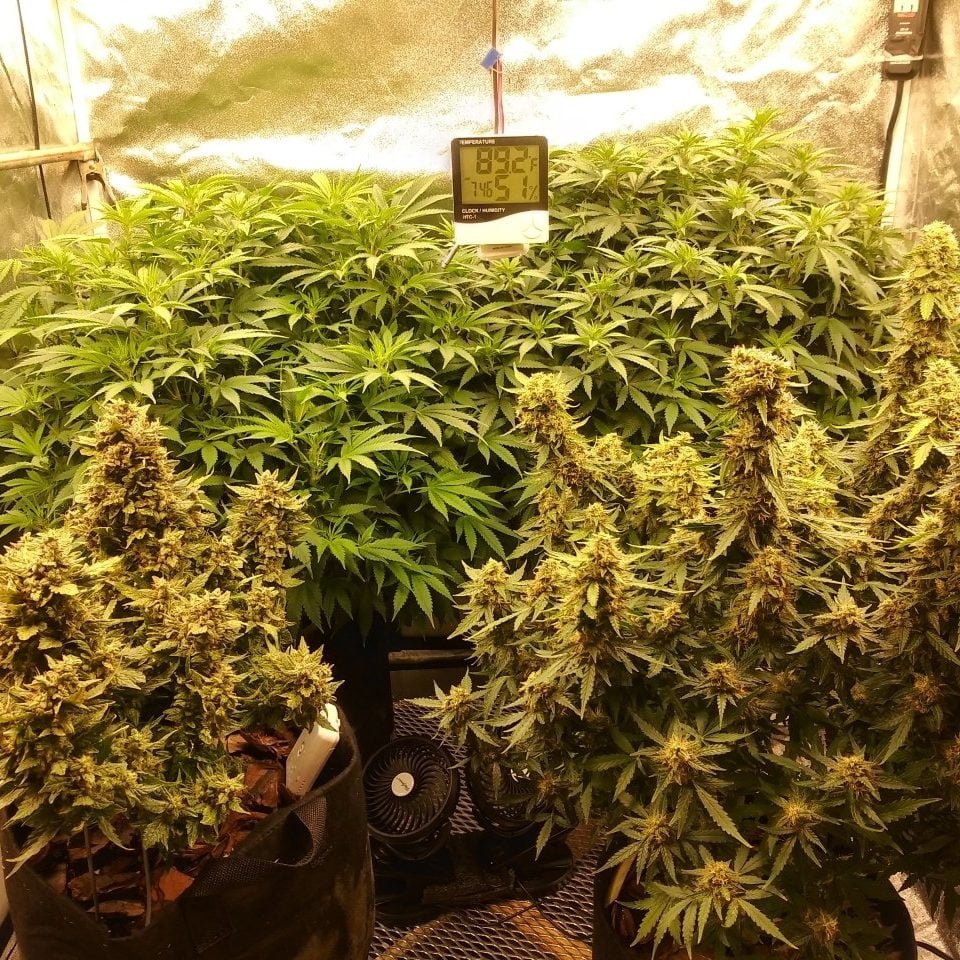 Grow tent full of flowering cannabis