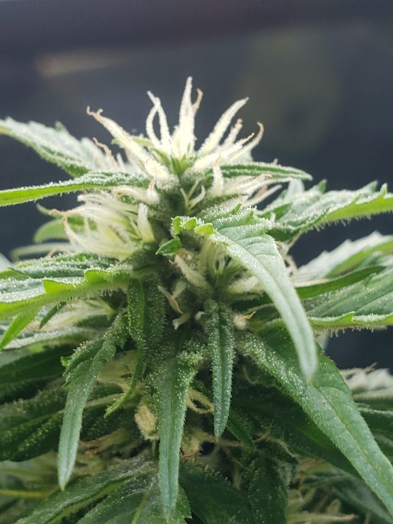 white hairs on immature cannabis bud