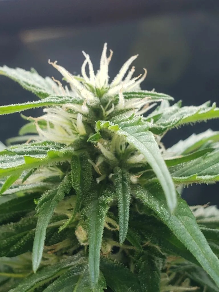 white hairs on immature cannabis bud