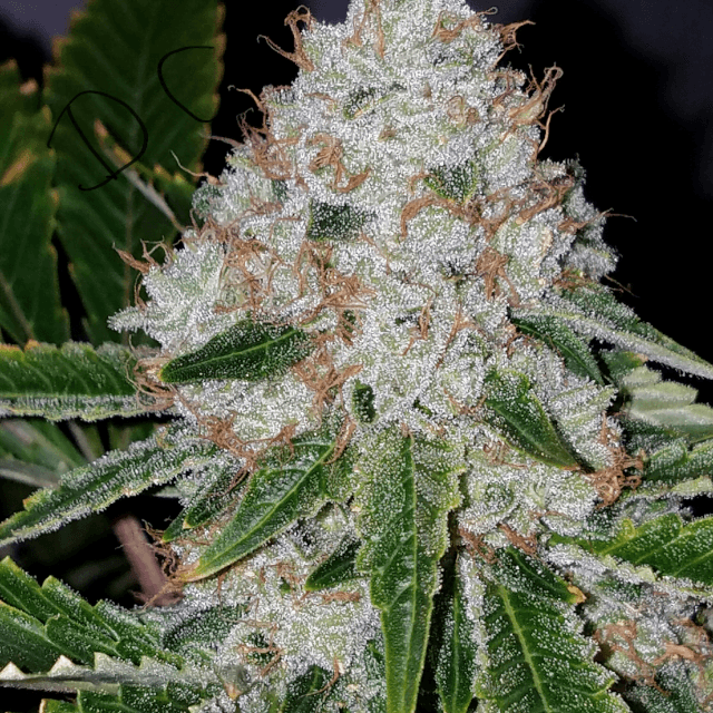 Mature Bud with red hairs
