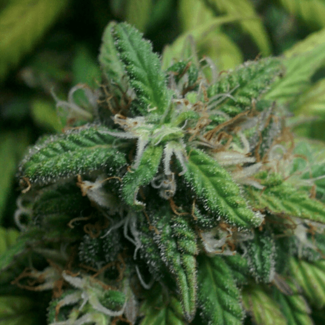 50/50 red white hair bud
