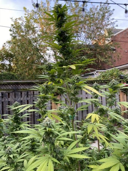 Outdoor Cannabis in flower
