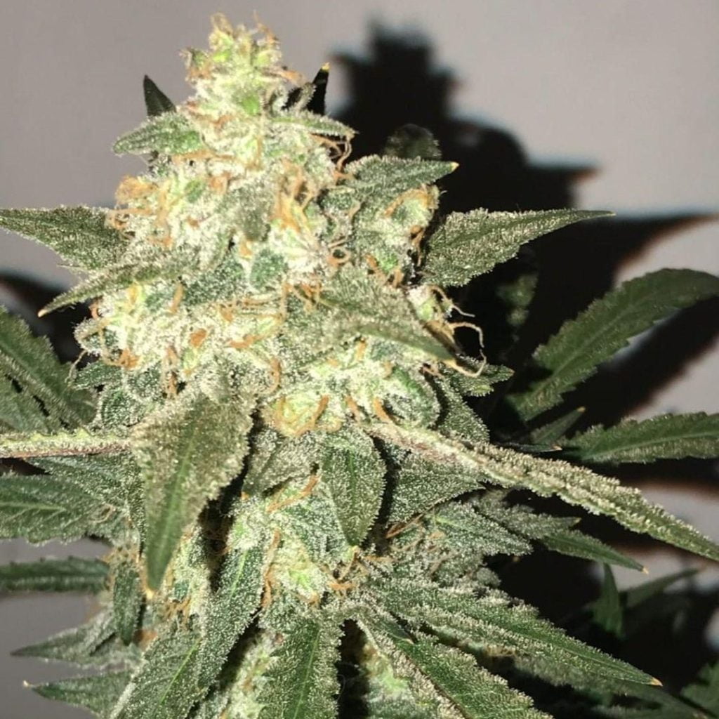 Ripe cannabis bud for harvest