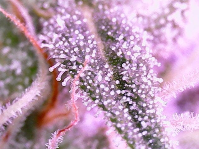 Trichomes on cannabis sugar leaf