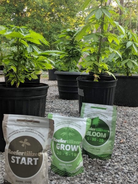 Reefertilizer cannabis nutrients in greenhouse