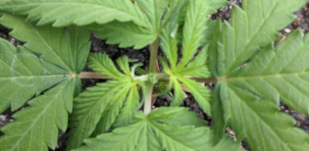 topping cannabis plants