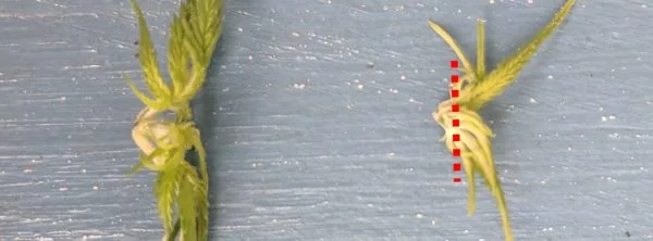 Topping cannabis with line to indicate fimming mark