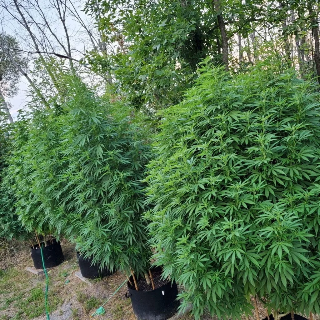 Large outdoor cannabis yield