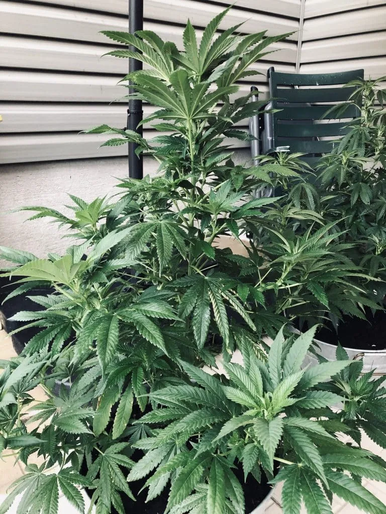 Outdoor cannabis plant