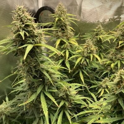 Cannabis buds in grow tent