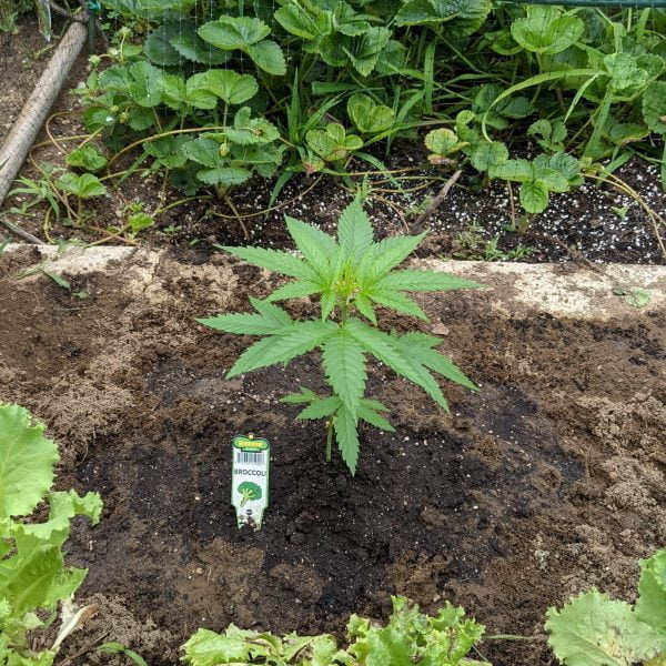 Cannabis growing in a vegetable garden with a tag that says "broccoli"