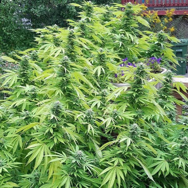 Huge outdoor cannabis plant in garden