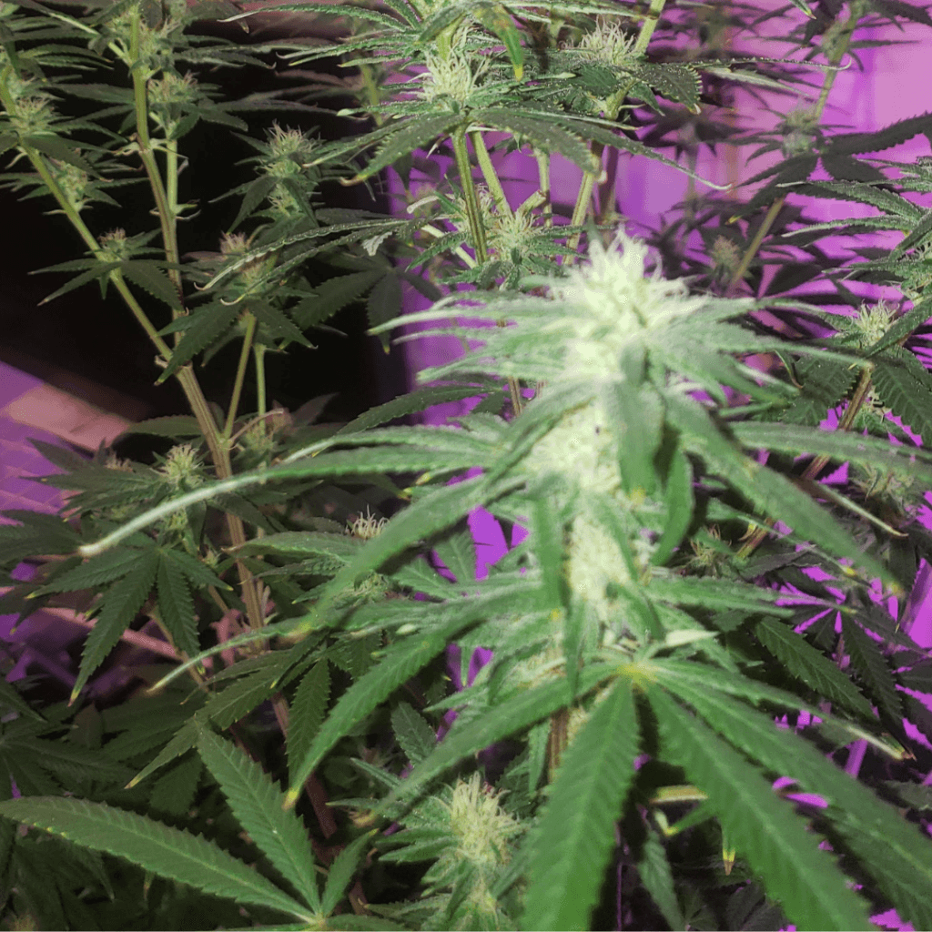 Burnt Tips on cannabis