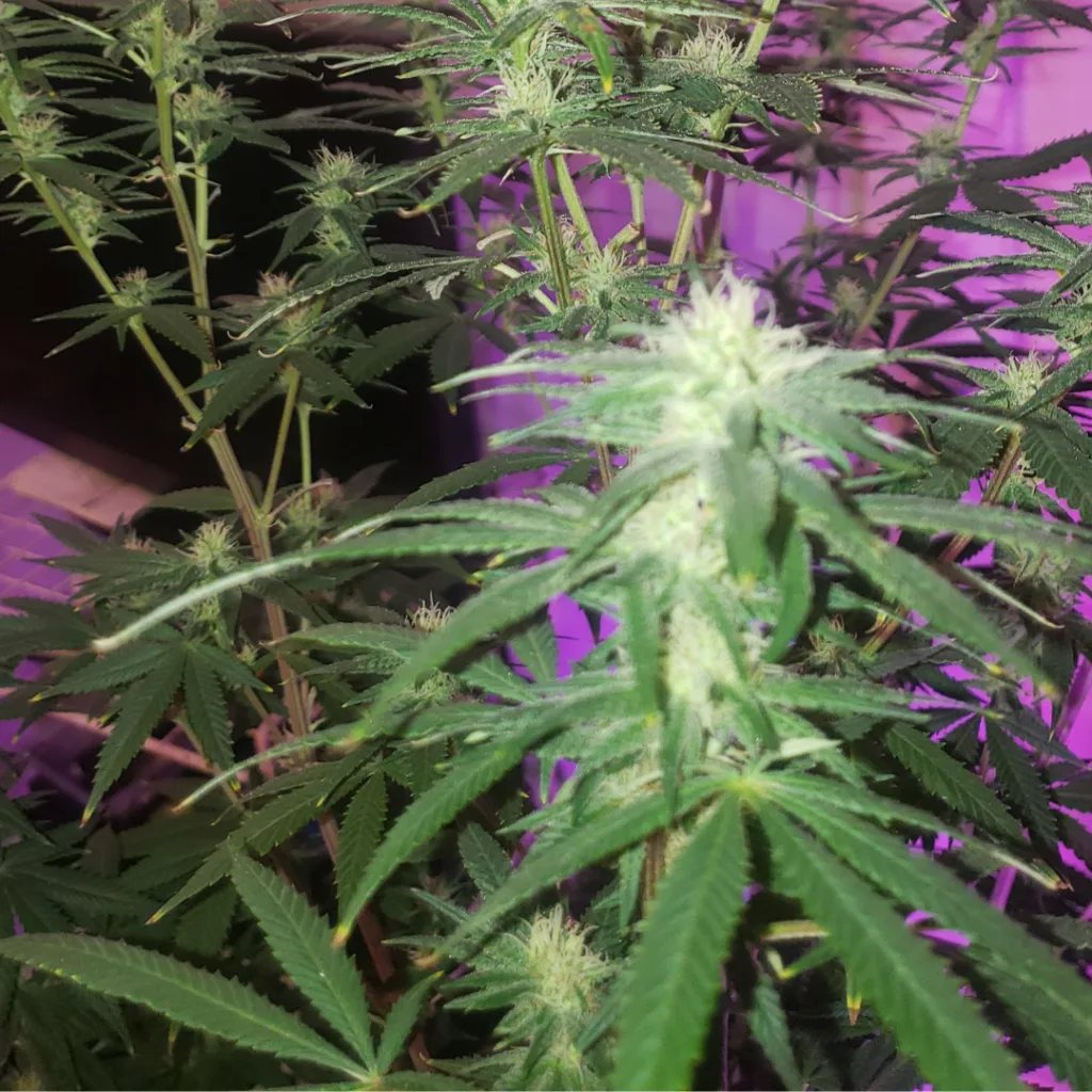 Burnt Tips on cannabis