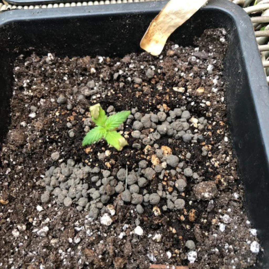 curled seedling leaves