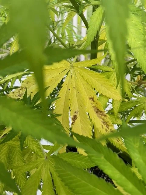 yellow cannabis leaf under canopy