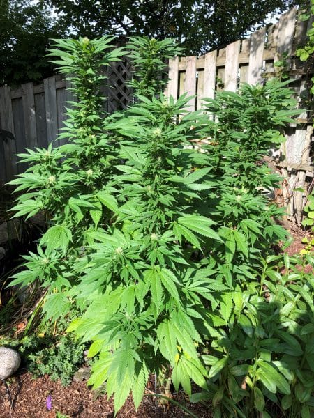 Beautiful cannabis plant in outdoor garden by a fence grown with Reefertilizer