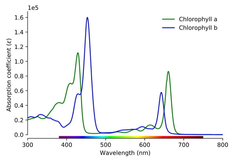 chlorophyll spectrum