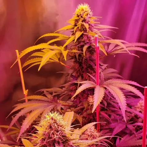 Light color and cannabis