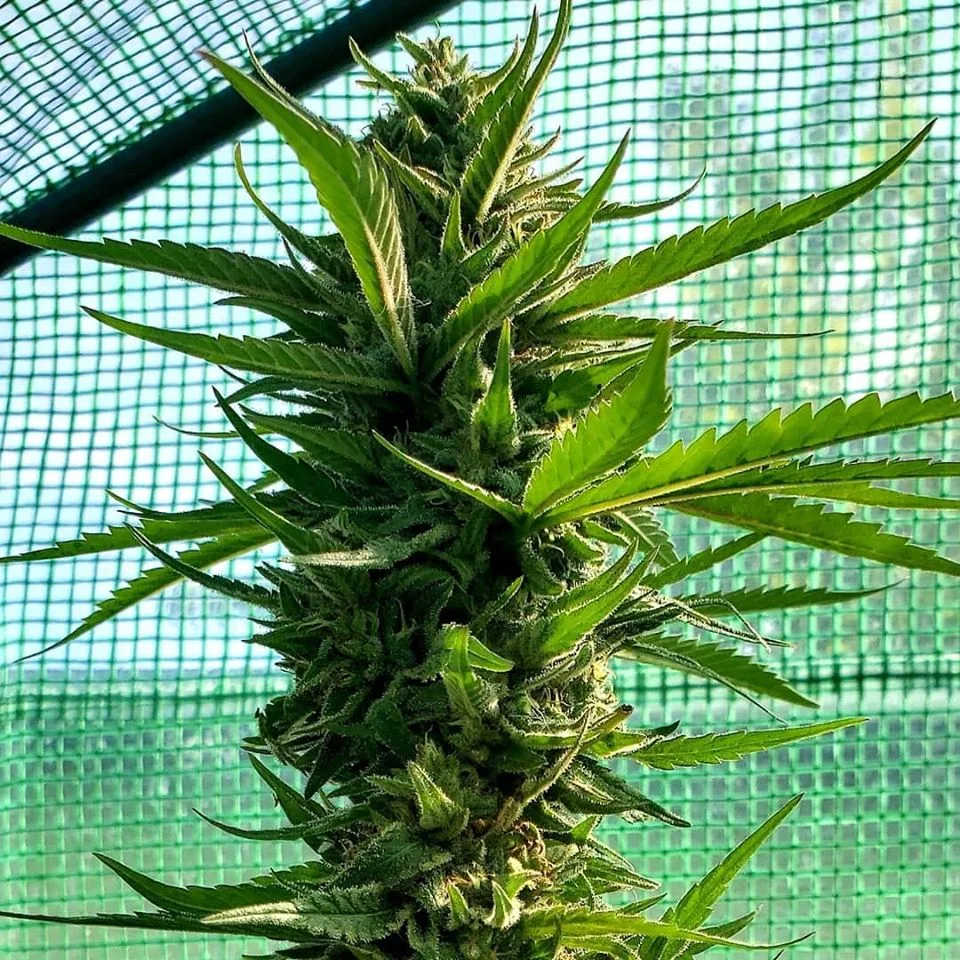 Big Cola with Reefertilizer