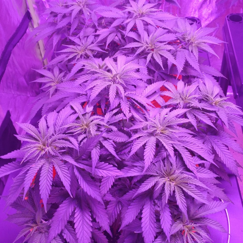 Cannabis plant in veg week 2 - 3