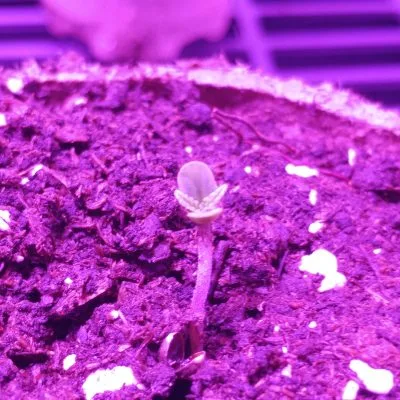 Cannabis sprouts need just a little water