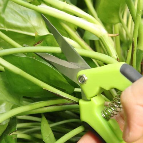 Pruning / Trimming Scissors - Image 2