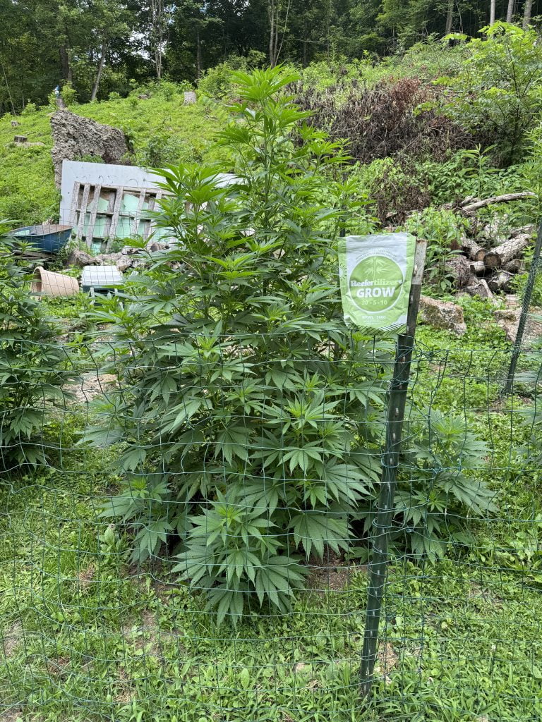 Outdoor cannabis plant in veg with reefertilizer Grow